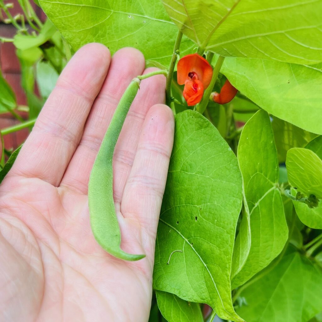 A hand holds a scarlet runner bean (which is green), against a backdrop of green foliage. Small orange-red flowers dot the image.