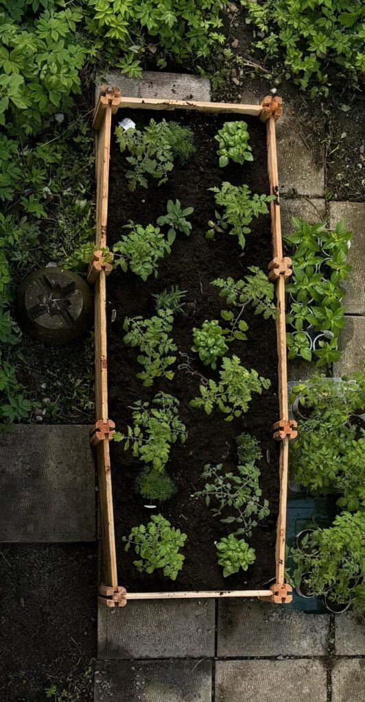 A raised garden bed seen from above. It's about 1m x 3m long and has 9 tomato plants (way too many for the size of the bed), basil, dill, thyme, sage, and rosemary. Beside the bed are 10 pots of young habanero peppers, and four or so more potted tomato plants.