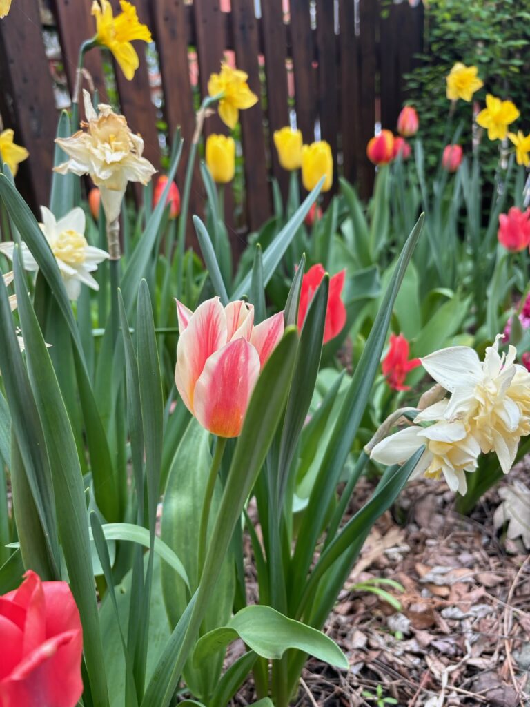 Tulips and daffodils in the one slightly sunny bit on the shady side of the building.