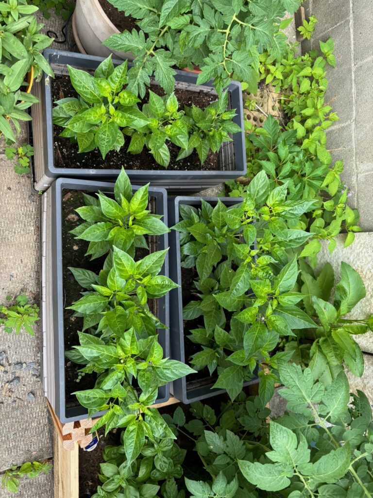 The baby peppers are now bigger peppers, in bigger rectangular pots.