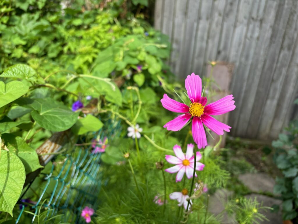 a bright pink cosmo flower with a yellow centre in the foreground. Foliage and white and pink cosmos in the background.