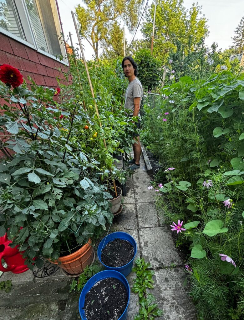 Rodrigue, surrounded by plants, later in the season. A dahlia and cosmos in the foreground, then tomatoes as tall as he is, all the way back.