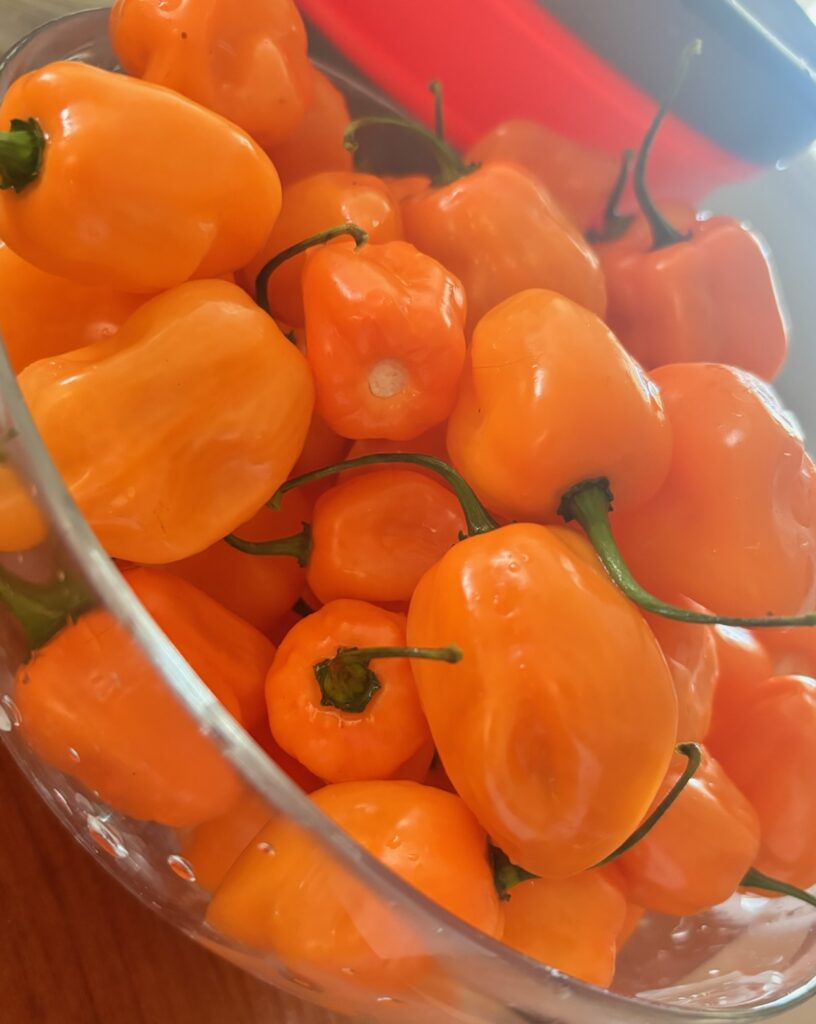 a close up of a large bowl of orange habanero peppers